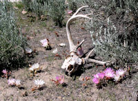 Bitterroots in bloom-Stevensville-MT