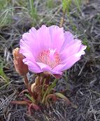 Color of the bitterroot varies from white to deep pink