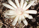 White Bitterroot Flower