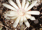 Bitterroot - Lewisia Rediviva - Spetlum