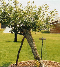 130 year old crabapple tree planted by Fr. Ravalli