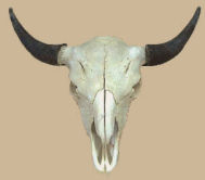 Bison Skull