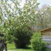 The leaning apple tree was planted in 1869 and is all that remains of Fr. Ravalli’s garden. The tree is believed to be the oldest apple tree in the valley.
