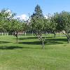 Apple orchard in DeSmet Park
